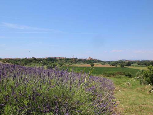 a field of purple flowers in a field at Apartment in Montalto near Lake and Pool in Montalto di Castro