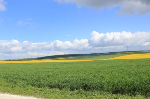 a large green field with yellow flowers on the horizon at LES BOIS DE CHAMPAGNE NORDIQUE in Magnant