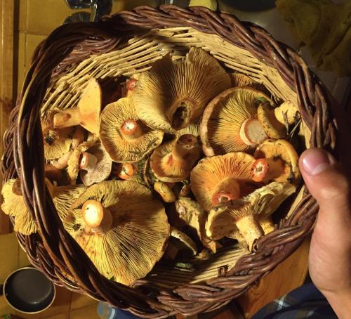 a person holding a basket full of mushrooms at CasaCampelles I - Vall de Núria - Ripollès in Campelles