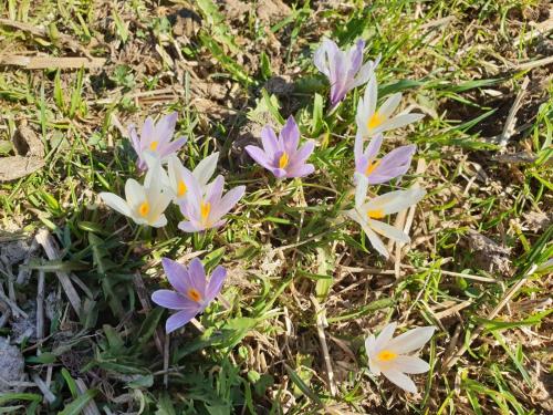 a group of purple and white flowers in the grass at Ferienwohnung Wallner in Zell am Ziller