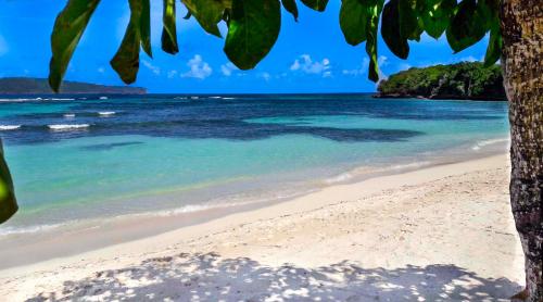 a beach with a tree and the ocean at El Pelicano Apart-Hotel in Las Galeras