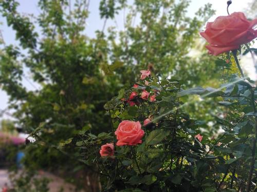 a group of red roses on a bush at reda land in O Ben Slimane