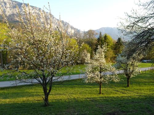 two trees with white flowers in the grass next to a road at Biohof Schwanser in Steinbach am Attersee