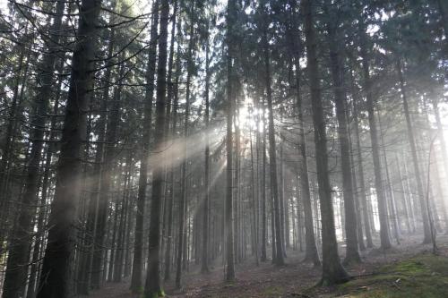 a forest with the sun shining through the trees at Apartment Michaela in Sankt Englmar