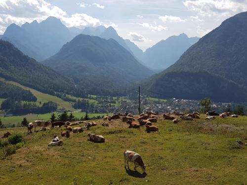 a herd of cows grazing in a field with mountains at Zajček Apartma in Mojstrana