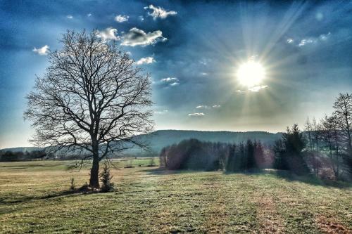 a tree in a field with the sun in the sky at Dřevěný prázdninový domek SUNRISE in Stará Huť