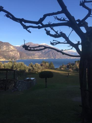 a tree in a field with a view of the water at Aqua&Co Bellagio - Eco conscious stay in Bellagio