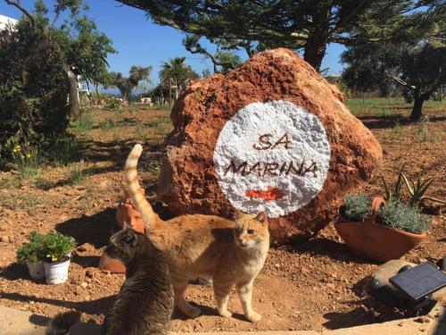 two cats standing in front of a rock with graffiti at Agroturismo Sa Marina - Adults Only in Cala Boix
