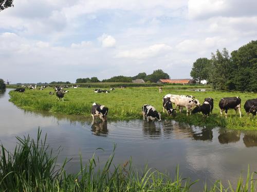a herd of cows drinking water from a river at City Hotel Nieuw Minerva Leiden in Leiden