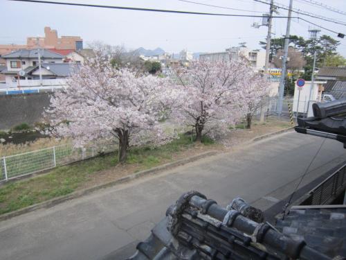 a view of a street with trees with pink flowers at Guesthouse Kotohira in Kotohira