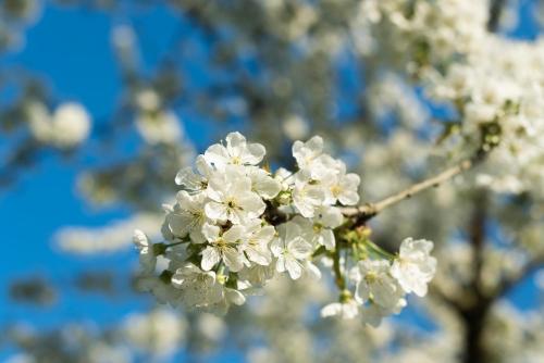 a close up of white flowers on a tree at La planche pinçon in Teloché