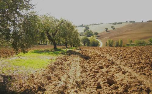 a field with trees and a dirt road at Agriturismo Ponterosa in Morrovalle