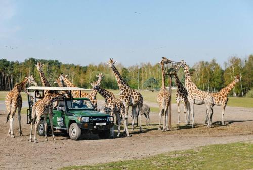 a group of giraffes standing around a green truck at 't Nieuwe Nest in Kaatsheuvel
