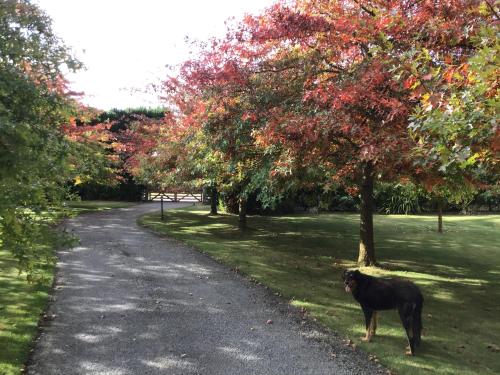 a black dog standing next to a road with trees at Chester Oaks B&B in West Melton
