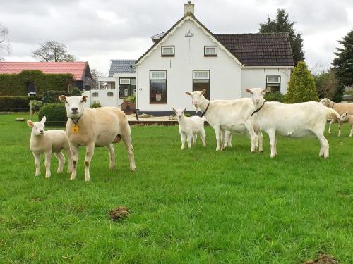 Gallery image of Locatie Het Knooppunt Engelse Chalet in Nuis