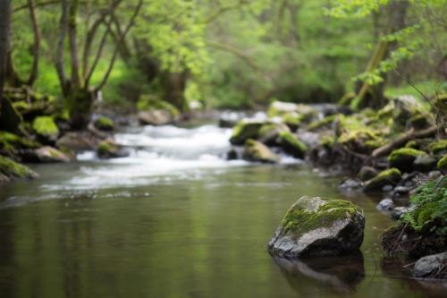 a stream of water with rocks in a forest at Landhaus Heimisch Bed & Breakfast in Geisfeld