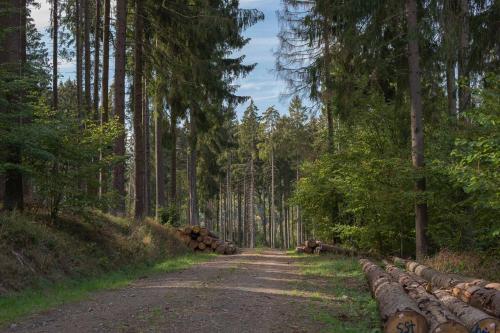 a dirt road in the middle of a forest at Landhaus Heimisch Bed & Breakfast in Geisfeld