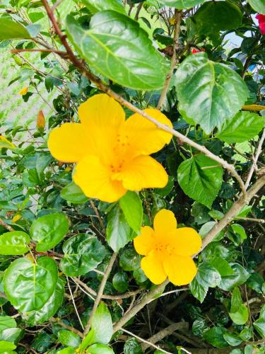 two yellow flowers on a tree with green leaves at Yun Tien Feng Chuan B&B in Dongshan