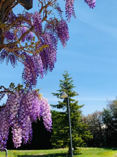 a tree covered in purple flowers on a street light at B&B Beauty House in Cesena