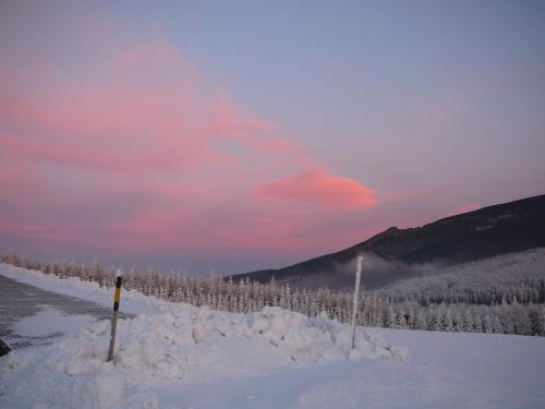 a row of trees in the snow with a pink sky at Apartmány Racek in Ostružná