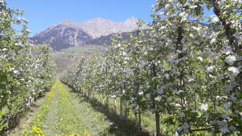 a row of apple trees in bloom with mountains in the background at GRETL - Residence in Parcines