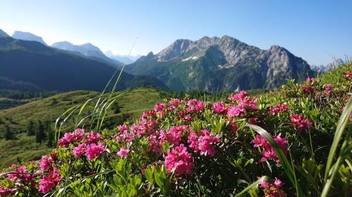 a field of pink flowers with mountains in the background at Straniger Alm in Stranig
