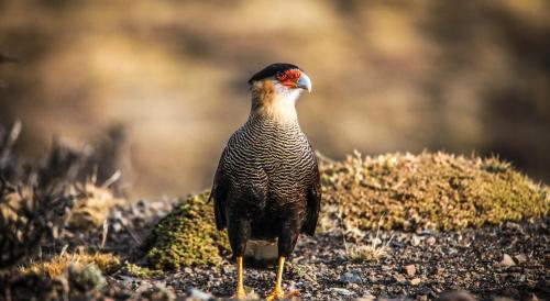 a bird is standing on the ground at Río Serrano Hotel + Spa in Torres del Paine