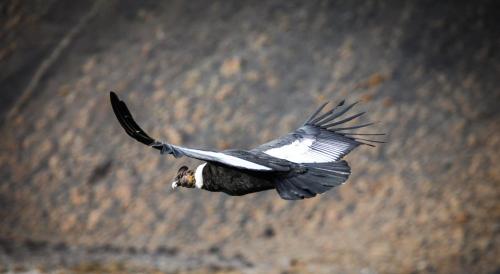 a bird is flying in the air at Río Serrano Hotel + Spa in Torres del Paine