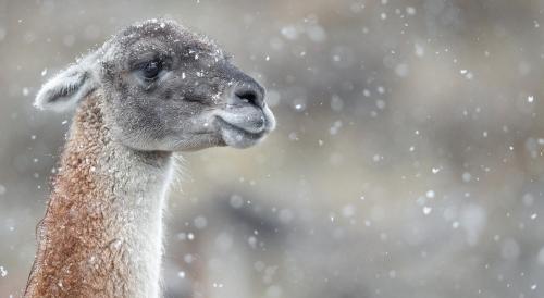 a close up of a llama in the snow at Río Serrano Hotel + Spa in Torres del Paine