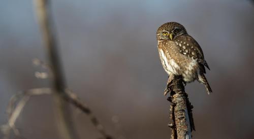 a small bird perched on top of a tree branch at Río Serrano Hotel + Spa in Torres del Paine