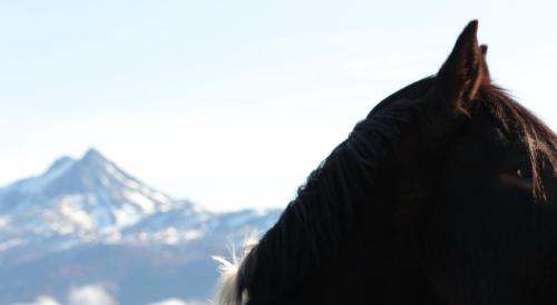 a close up of the head of a horse with a mountain at Río Serrano Hotel + Spa in Torres del Paine