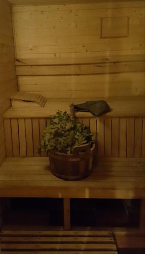 a plant sitting on a table in a sauna at Pryvitannya Sontsyu in Skhidnitsa