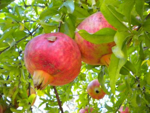 a group of pomegranates hanging from a tree at Diamanti Molivos Studios & Apartments in Mithymna