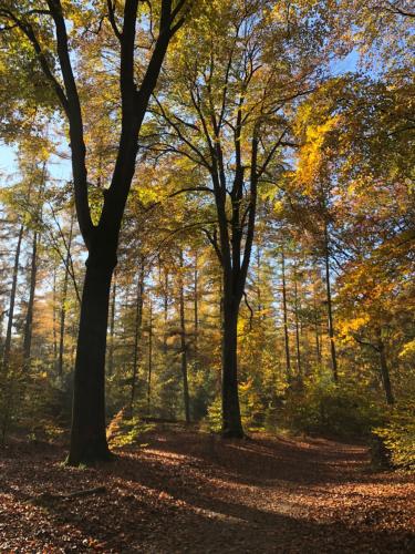 two trees in a forest with leaves on the ground at Elvier B&B in Mol