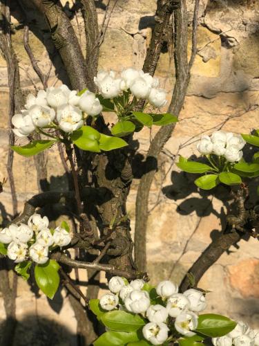 a plant with white flowers in front of a rock at B&B 't Withuis in Diksmuide