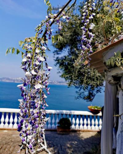 a vine of purple and white flowers on a fence at Summer Paradise in Procida