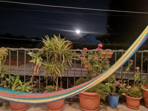 a hammock in front of a bunch of plants at La Terraza Hostel in Flores