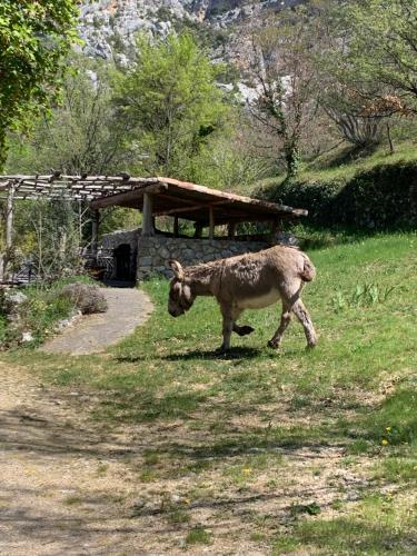 a sheep walking in the grass in a field at Mymoustiers in Moustiers-Sainte-Marie