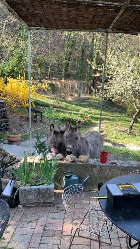 two animals laying on the ground under a tent at Mymoustiers in Moustiers-Sainte-Marie