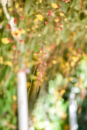 a bunch of red flowers hanging from a tree at La Riviera Hotel in San Antonio