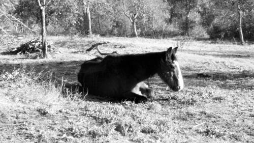 a horse laying on the grass in a field at Monolocale di Meo in Suvereto
