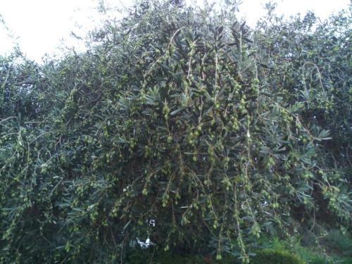 Taman di luar Sogno Sulcitano Masainas