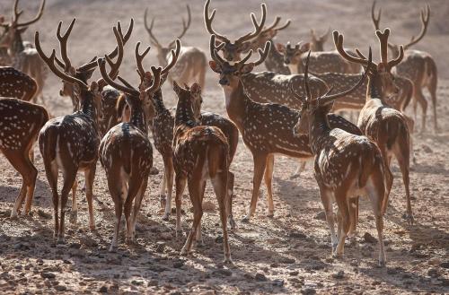 a herd of deer standing in the dirt at Anantara Desert Islands Resort & Spa in Da‘sah