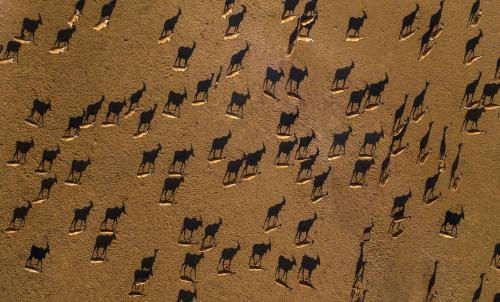 a herd of animals standing in the sand at Anantara Desert Islands Resort & Spa in Da‘sah