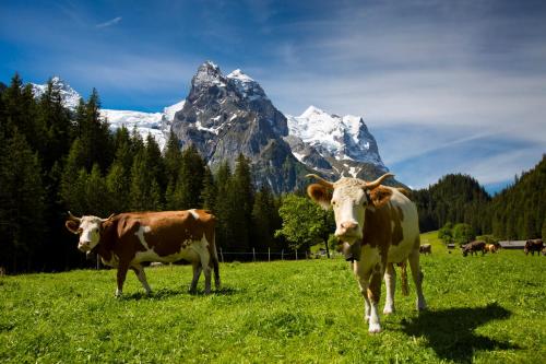 Animales en el hotel o alrededores