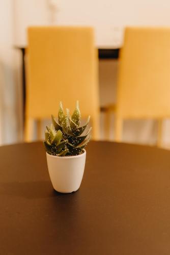a small plant sitting on top of a table at Best House, Nirvana II, Patra in Patra