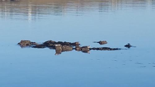 a group of ducks swimming in the water at Harlosh Log Cabins in Dunvegan