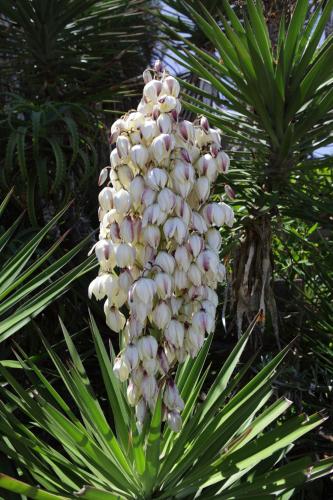 a bunch of white flowers on a palm tree at Haus am Strand - on the Beach in Wilderness