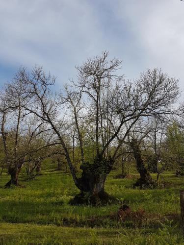 a group of trees in a field with grass at Finca la Viriñuela in Galaroza