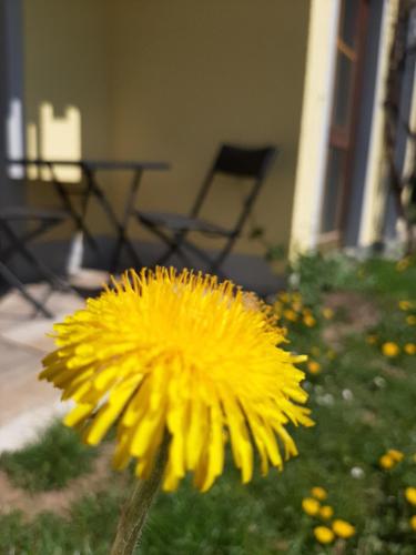 a yellow dandelion in front of a house at Hotel Landgasthof Frankenstern in Gößweinstein
